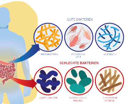 Gute Bakterien - Schlechte Bakterien - Grafik